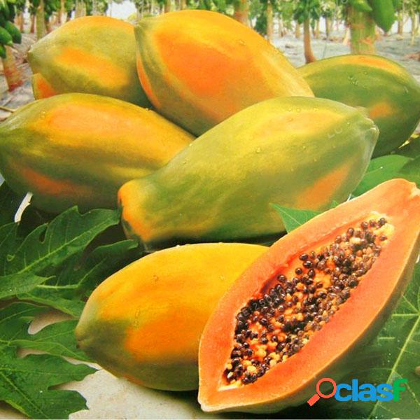 Egrow 15 Unids / pack Semillas de Carica Papaya Orgánica