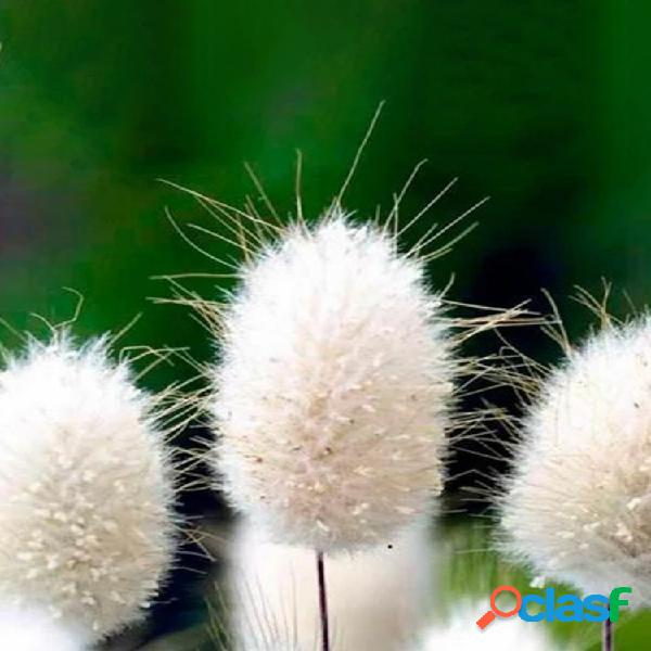 Egrow 100Pcs / Pack Rabbit Tail Grass Semillas Plantas de