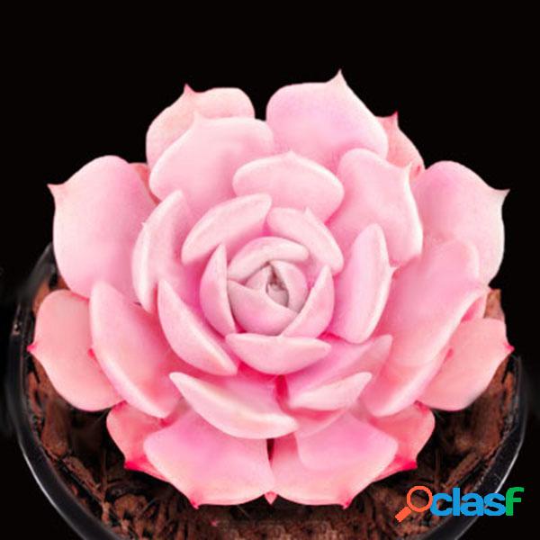 Egrow 100Pcs / Pack Rosa Succlents Semillas DIY Planta