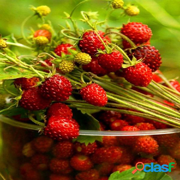 Egrow 550 Pcs / Pack Alpine Strawberry Semillas Perenne