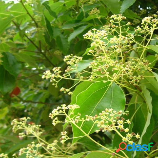 Egrow 60 piezas / paquete alcanfor Semillas árbol de