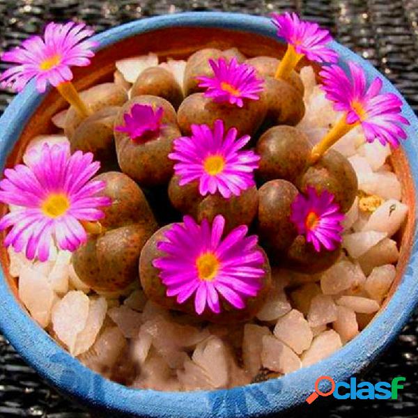 Egrow 100Pcs / Bolsa Suculentas púrpuras Lithops Seed