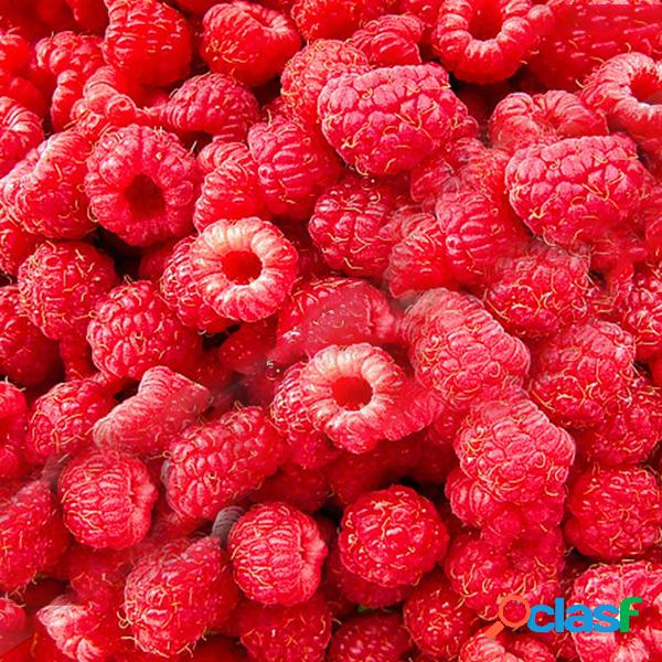 Egrow 4000 pcs / paquete de color mezclado Raspberry