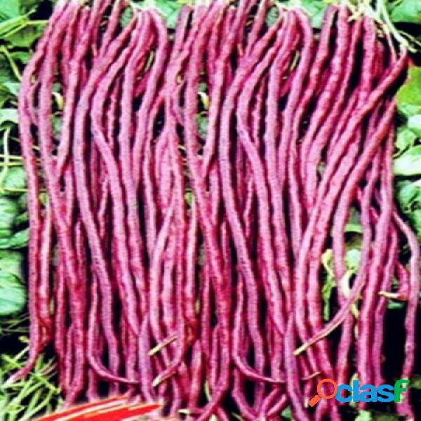 100 piezas / Bolsa Frijol bonsai Delicious Vegetable