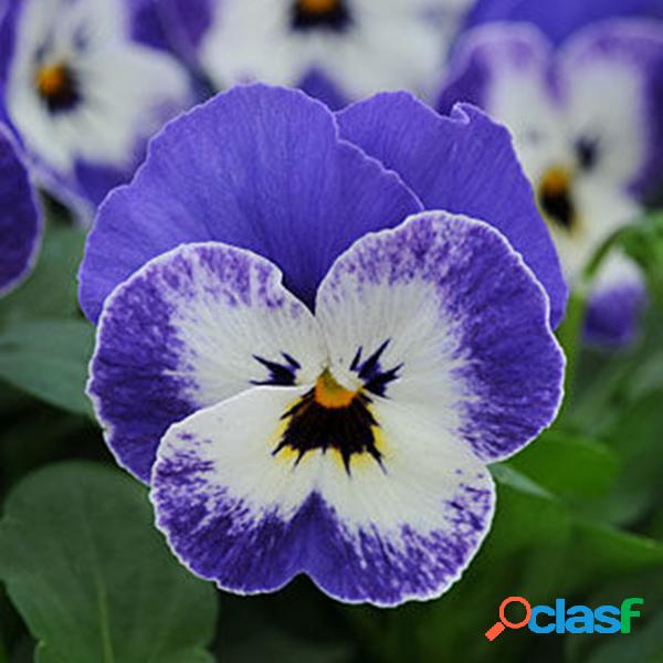 Egrow 100Pcs / Pack Viola Semillas Rojo Azul Jardín Plantas