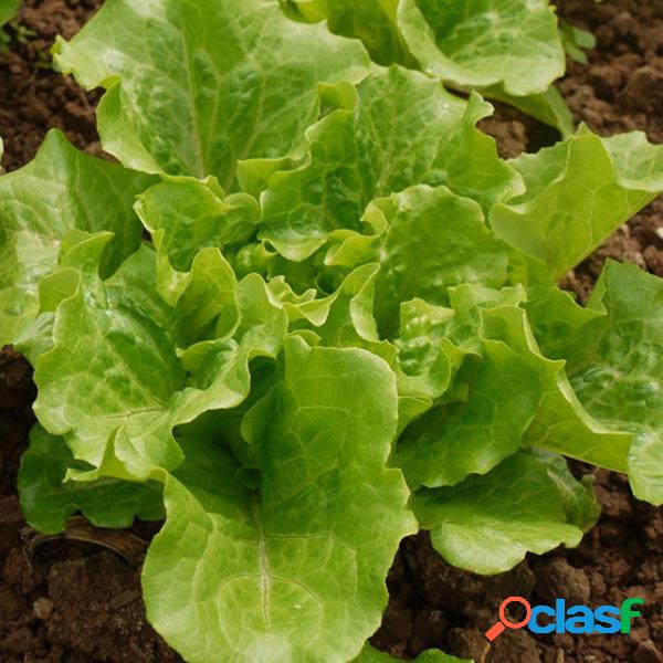 Egrow 40Pcs / Bolsa Lechuga Italiana Semillas Vegetal Verde