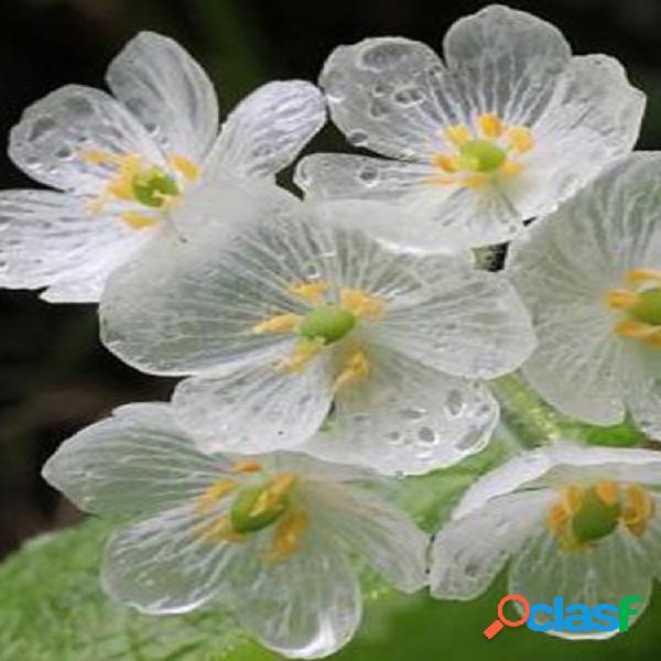 10 piezas de flor de loto japonesa Semillas flor de pétalo