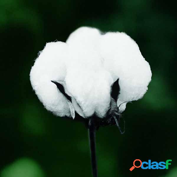 Egrow 50Pcs / Pack Algodón blanco Semillas Home Garden Farm