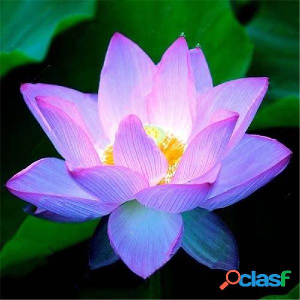 Egrow Lotus Flower Semillas Plantas acuáticas Bonsai Lotus