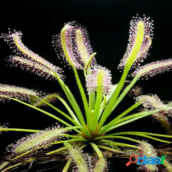 Egrow 25 Pcs / Pack Drosera Semillas Plantas carnívoras