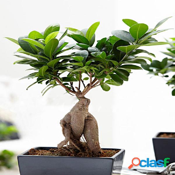 Egrow 50 Pcs / Pack Banyan Tree Semillas Bonsai de pino de