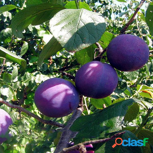 Egrow 10 piezas / paquete Negro Brin Fruit Semillas Plum