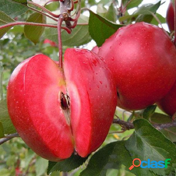 Egrow 50 pca / paquete Manzana de pulpa roja Semillas