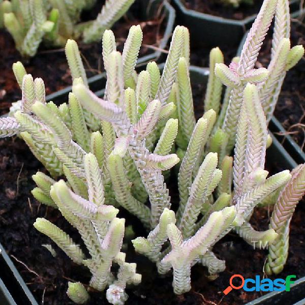 Egrow 100 Unids / pack Suculentas Semillas de Cactus