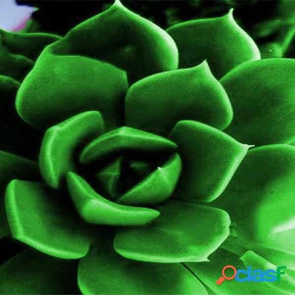 Egrow 100Pcs / Pack Peony Suculentas Plantas Semillas