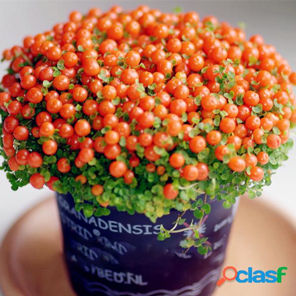 Egrow 100pcs / Bolsa Lámpara Beads Grass Semillas Flor