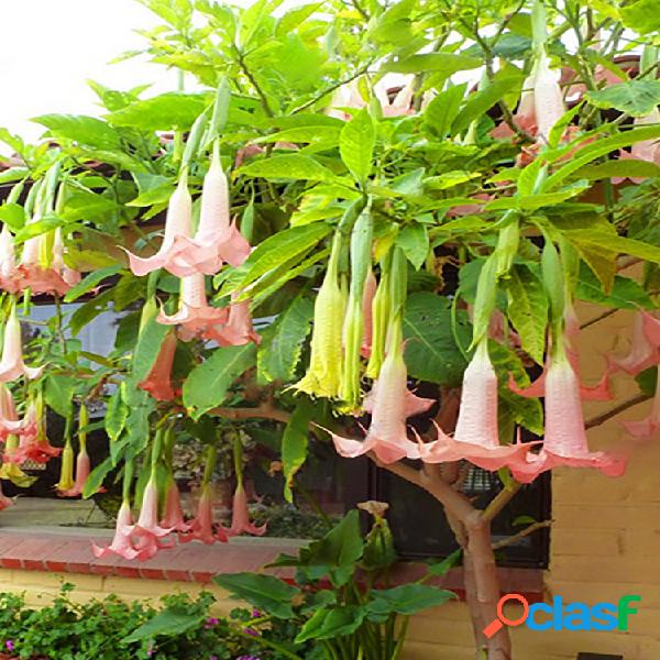 100 piezas Datura Plants Bonsai Flower Semillas para la