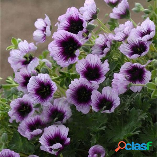 Egrow 100 PCS Geranium Seed Garden Semillas de flores en