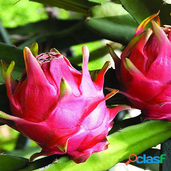 Egrow 50 Pcs / Pack Pitaya Semillas Rojo Blanco Dragón