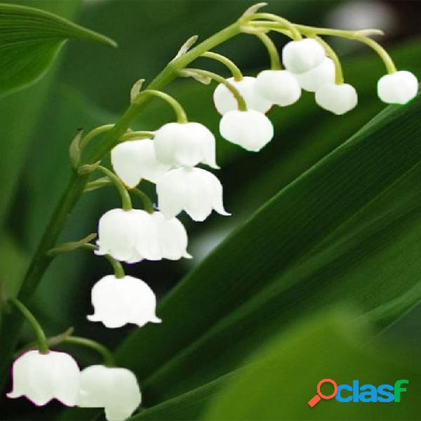 Egrow 50PCS Raro Lily of Valley Flower Semillas Color