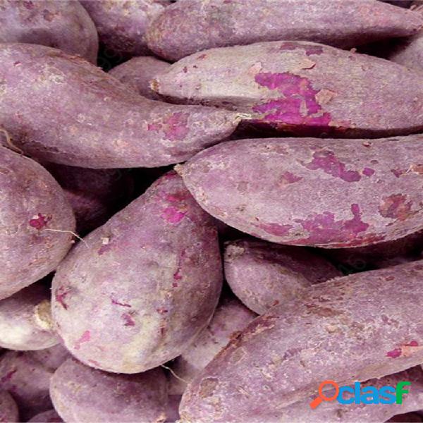 100 Unids Patata Dulce Púrpura Semillas Patata Deliciosa