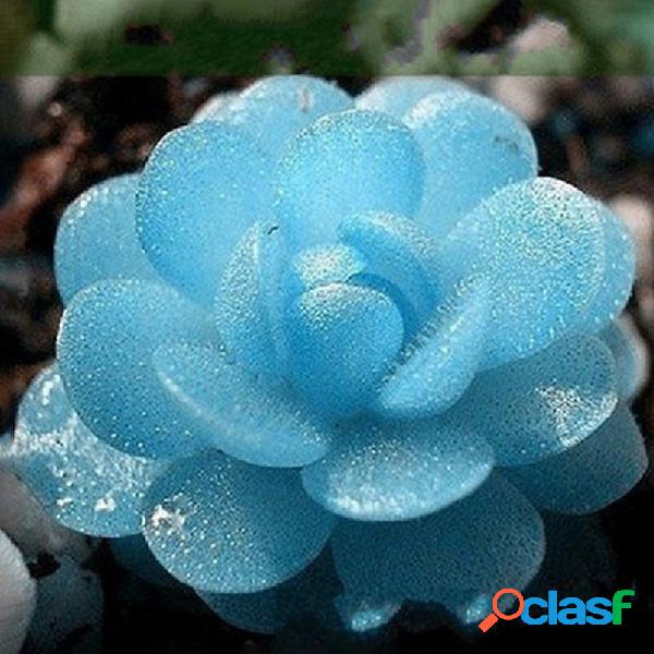 Egrow 100 PCS Blue Lithops Perennial Pseudotruncatella