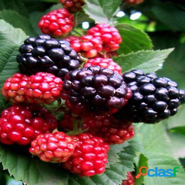 Grow 100 piezas Mulberry Semillas Bonsais de mora de mora de