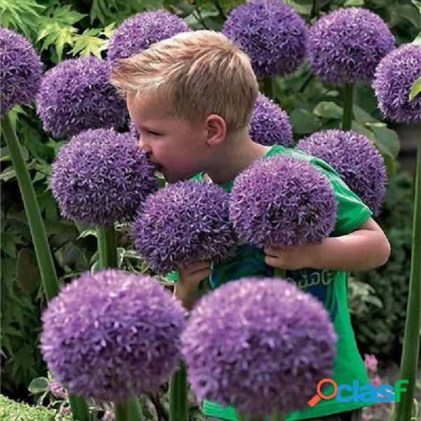 EGROW 100 Semillas de flores de allium