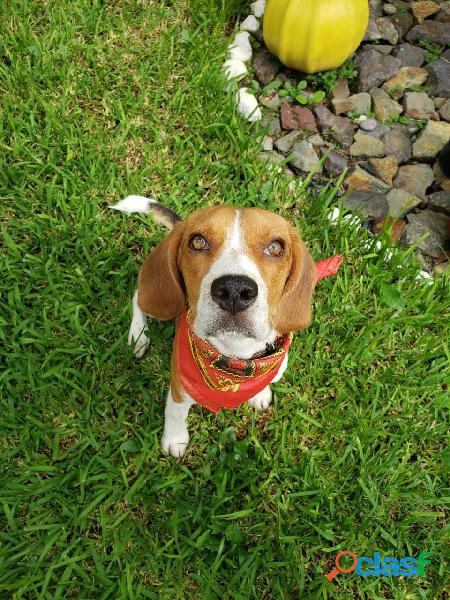Perro Beagle para monta