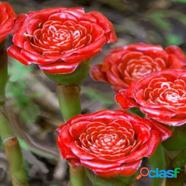 Egrow 100Pcs / Pack Carnation Semillas Red Carnation Red Up