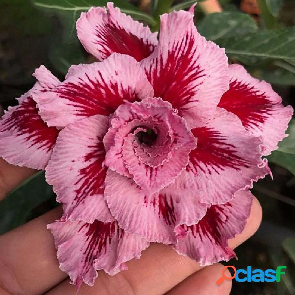 Egrow 10 Unids / Bolsa Adenium Semillas Gigante de dos