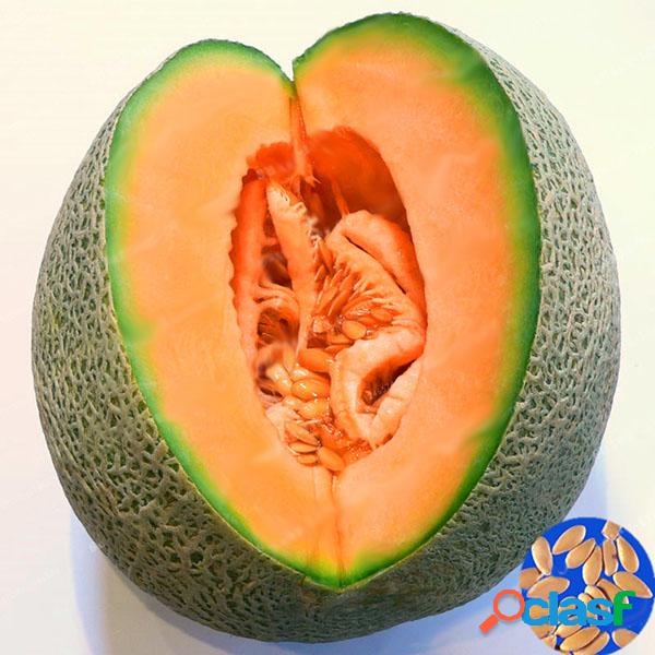 Egrow 50Pcs / Pack Cantaloupe Semillas Honey Yellow Flesh