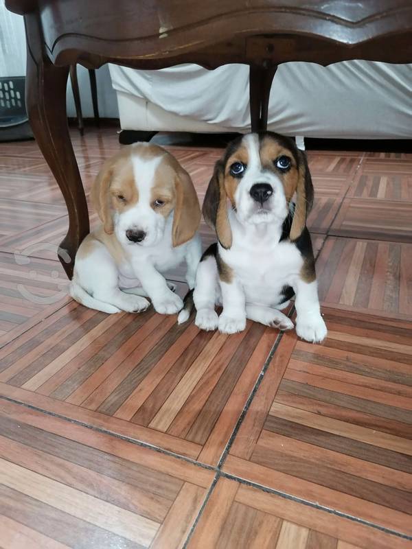 Cachorritos Beagle