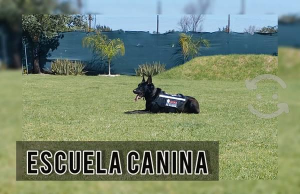 Adiestramiento Canino!!!!