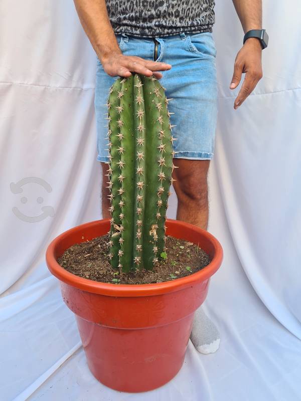 Cactus Saguaro de 60cm de altura