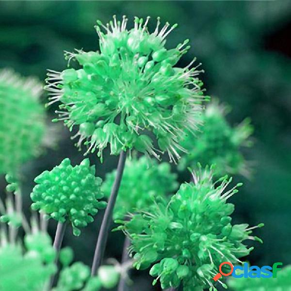 Egrow 100PCS Giant Allium Giganteum Globemaster Semillas de