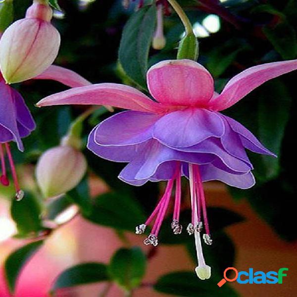 30Pcs Fuchsia Hybrida Voss Semillas Plantas ornamentales en