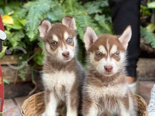 Cachorros HUSKY SIBERIANO color ROJO ojos de color