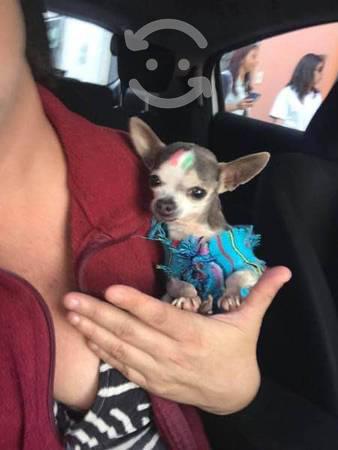 Chihuahua bolsillo 3 meses chocolata hembra