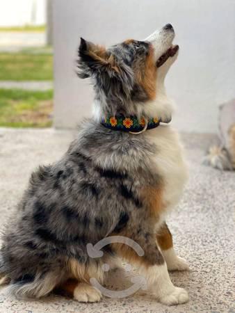 collar para perro de wixari pets arte wixarika
