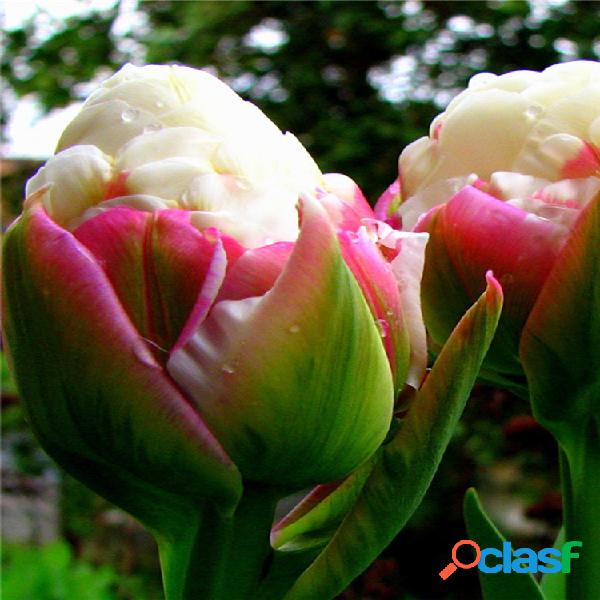 Egrow 100Pcs / Bolsa Tulipanes de helado Semillas Raro