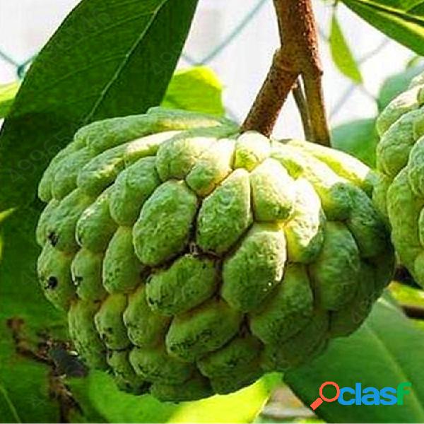 Egrow 5 piezas de chirimoya Srikaya Shakya Semillas Bonsai