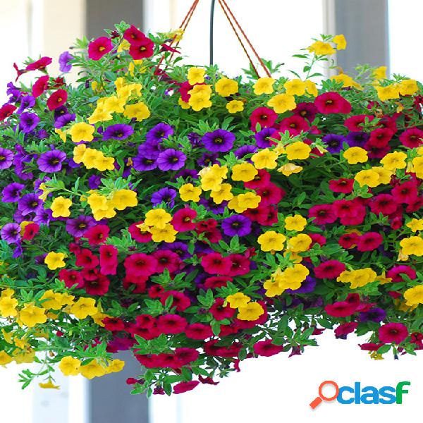 Egrow 300 piezas / paquete Petunia Semillas Hierba perenne