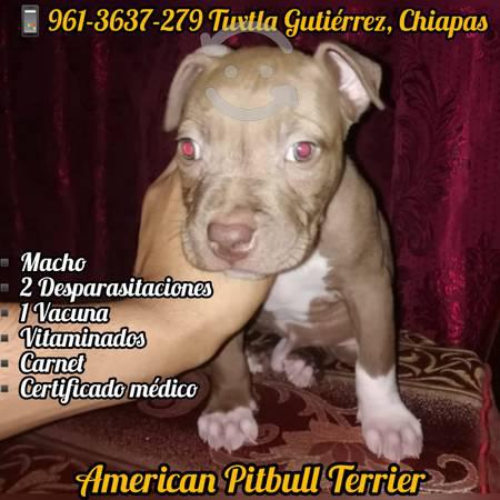 American Pitbull Terrier. 2 vacunas 2 Desparasitac