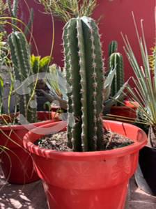 Cactus grueso espinas en Maceta Jumbo 50cm altura