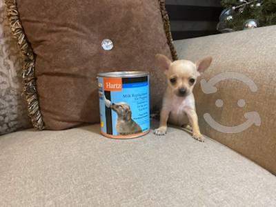 Chihuahua mini macho *calidad de raza