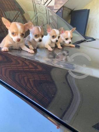 Chihuahuas miniaturas.