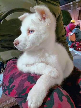 Husky Siberiano albina,ojos azul cielo-4423310224