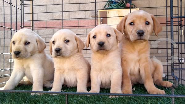 Labradores dorados cachorros