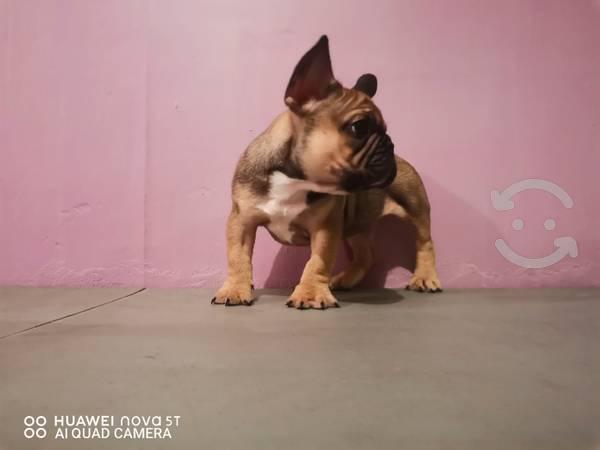 bulldog francés macho 2 meses y medio